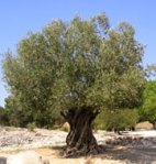 Ancient olive tree in sunny landscape.