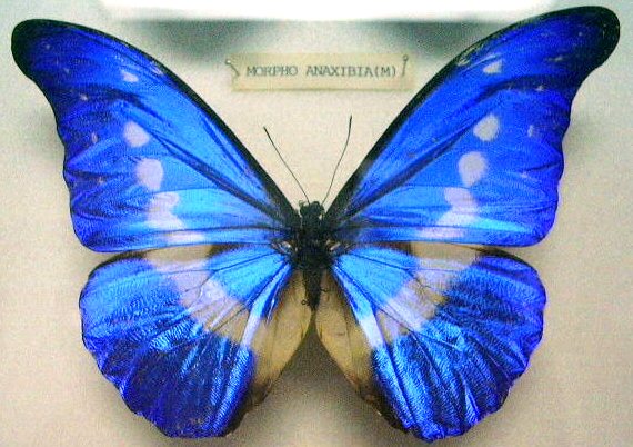 Blue morpho butterfly with vibrant wings displayed.