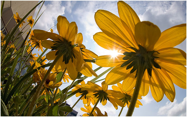 Yellow flowers against sunny blue sky.