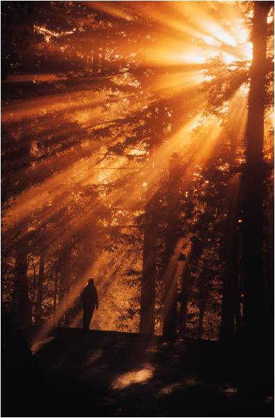 A person standing in the middle of a forest.